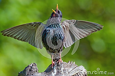 Starling Stock Photo