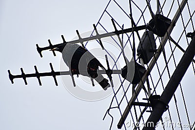 The starling sits on television antennas. Stock Photo