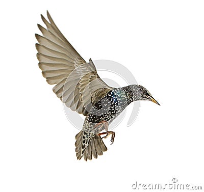 Starling Stock Photo