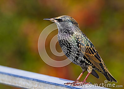 Starling (Sturnus vulgaris) Stock Photo