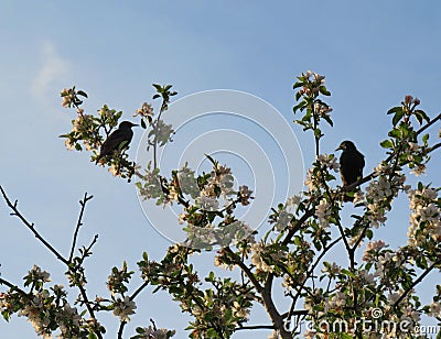 European Starlings on a blossoming apple tree Stock Photo
