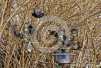 Starlings eat titmice dumplings at a feed house Stock Photo