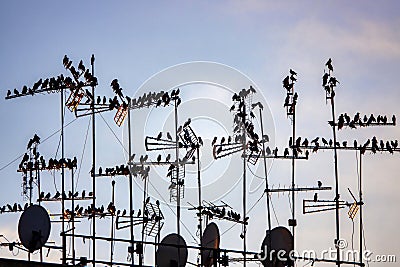 Starlings roosting Stock Photo