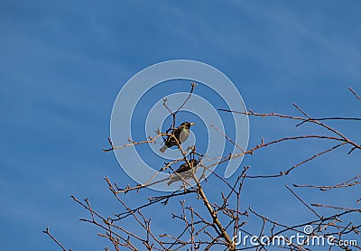 Starlings sit on a tree and sing a spring song, a symbol of spring Stock Photo