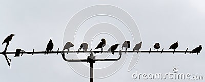 Starlings sitting on antenna Stock Photo