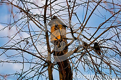 Starlings sitting on a branch next to the birdhouse on a tree in front of blue sky. Early spring morning photo Stock Photo