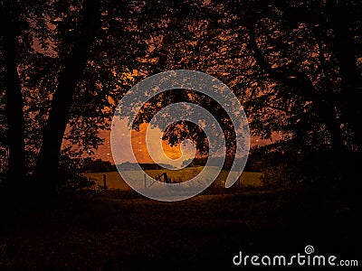 Starlit Night In A Magic Forrest Stock Photo