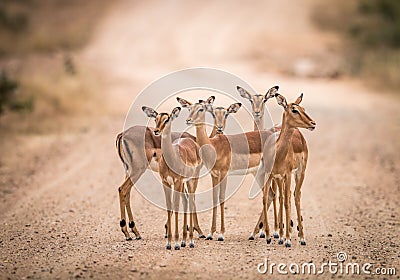 A starring group of female Impalas in the middle of the road. Stock Photo