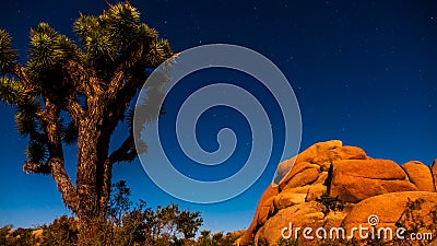 A starry night in Joshua Tree National Park Stock Photo