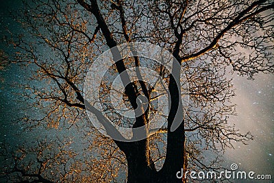 Starry night through tree limbs Stock Photo