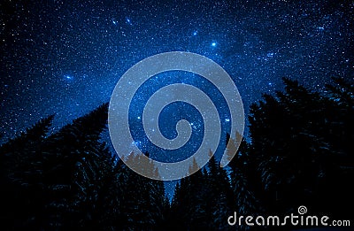 Starry sky in the night forest Stock Photo