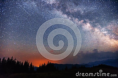 Starry sky through the trees Stock Photo