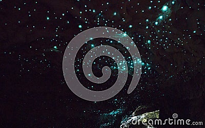 Waitomo Glowworm Caves, New Zealand Stock Photo