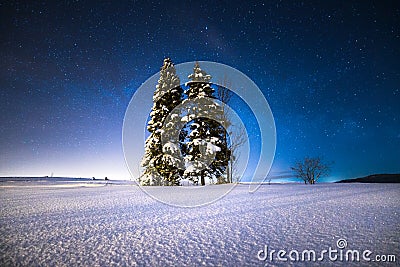 Starry winter night. Christmas trees on a snowy field under the starry winter sky. Stock Photo