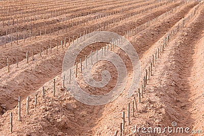 Start cultivation Cassava or manioc plant field Stock Photo