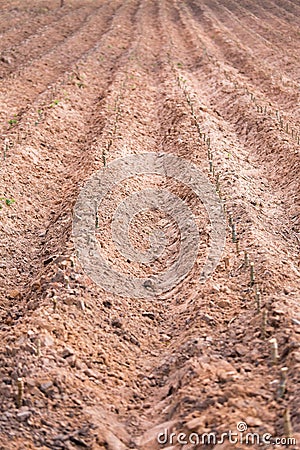 Start cultivation Cassava or manioc plant field Stock Photo