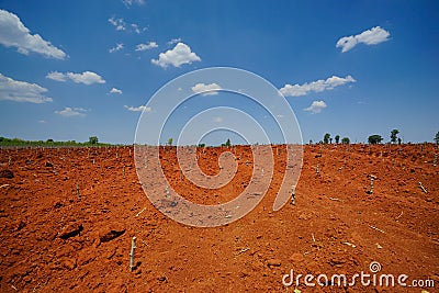 Start cultivation Cassava or manioc plant field at Thailand Stock Photo