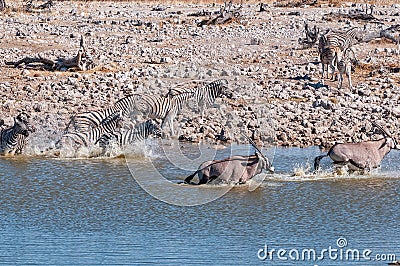 Startled Burchells zebras and oryx running in a waterhole Stock Photo