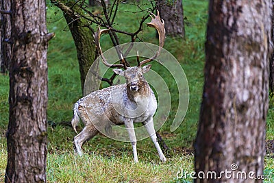 A startled male fallow deer between the coniferous trees in the Amsterdamse Waterleidingduinen park Stock Photo