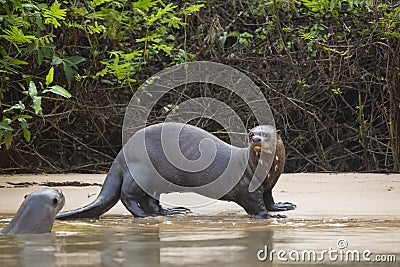 Startled Wild Female Giant Otter and friend on Beach by Jungle Stock Photo