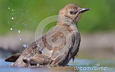 Startled young Common starling bathes with a lot of splashes Stock Photo