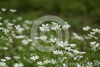 Starwort flower Stock Photo