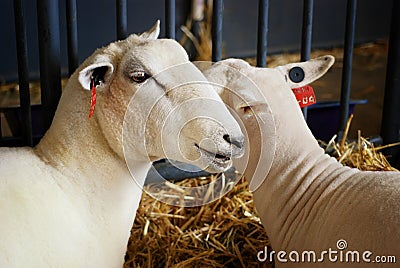 State Fair Sheep Stock Photo