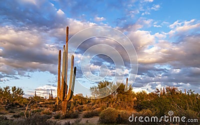 Stately Arizona Saguaro cactus near sunset Stock Photo