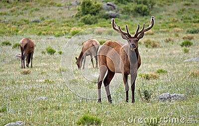 Stately Bull Elk Stock Photo