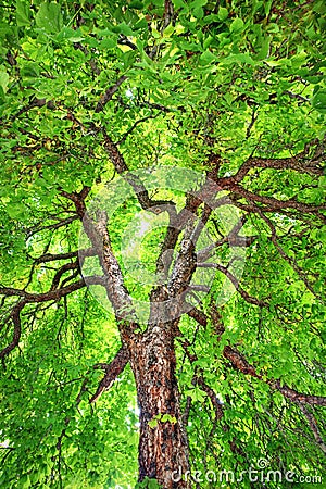 Stately Old Chestnut Tree Stock Photo