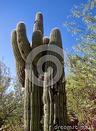 Stately saguaro Stock Photo