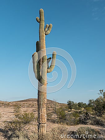 Stately Saguaro Cactus Stock Photo