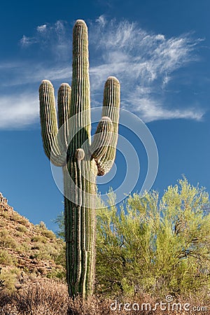 Stately Saguaro Stock Photo