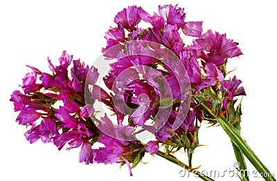 Statice Limonium Sinuatum Stock Photo