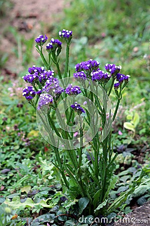 Statice or Limonium sinuatum short lived perennial plant with small short papery clusters of blue to purple with white open Stock Photo