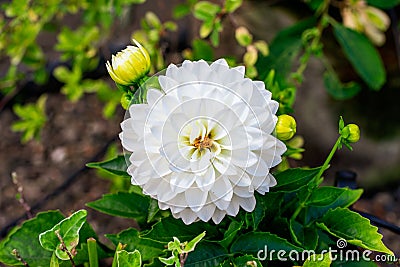 White dahlia flower growing in the garden, close up. Stock Photo