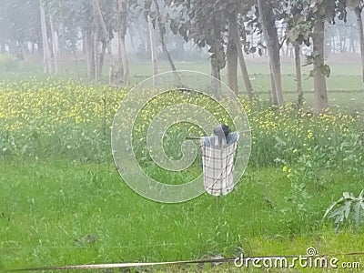 Statue Made to safe the field of Mustards Stock Photo