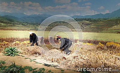 Statue of Zhuang farmers harvest rice in Anthropology Museum Of Guangxi, adobe rgb Editorial Stock Photo