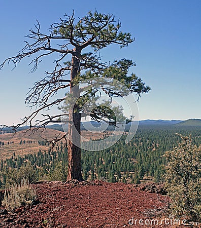 Steadfast Ponderosa on Horse Butte Stock Photo