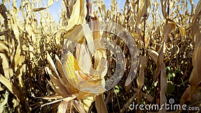 Steady walk along path between rows of fresh maize Stock Photo