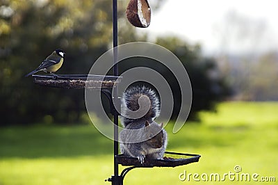 Stealing food Stock Photo