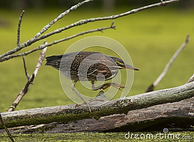 Stealthy Green Heron Stock Photo