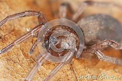 Stealthy ground spider (Gnaphosidae) Stock Photo