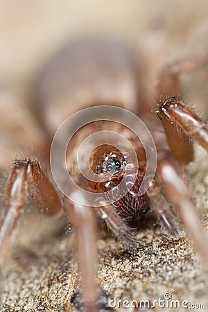 Stealthy ground spider (Gnaphosidae) Stock Photo