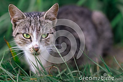 Stealthy Tabby Cat in Grass Stock Photo