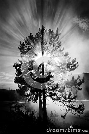 Steam and Tree with Sunlight Rays Sky Black and White Stock Photo