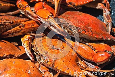 Steamed blue crabs from the Chesapeake bay Stock Photo