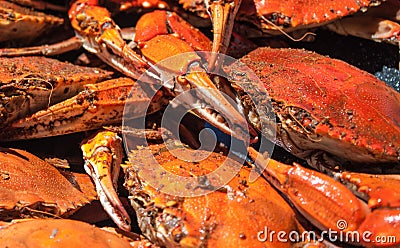 Steamed blue crabs from the Chesapeake bay Stock Photo
