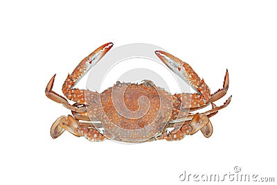 Steamed Blue swimming crab, horse crab or genus maja isolated on white background. Stock Photo
