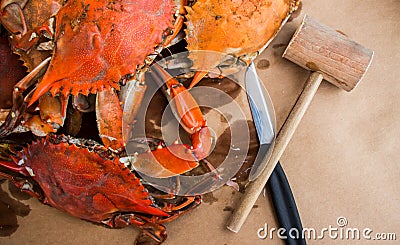 Steamed crabs with spices. Maryland blue crabs. Stock Photo